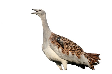 Great bustard, Otis tarda, single bird, Wiltshire