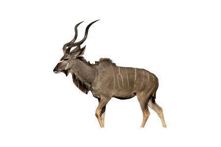 Greater kudu, Tragelaphus strepsiceros, single male, South Africaの写真素材