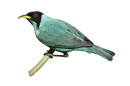 Green honeycreeper, Chlorophanes spiza, single male on branch, Brazilの写真素材
