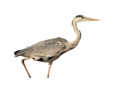 Grey heron, Ardea cinerea, single bird in water,  South Africaの写真素材