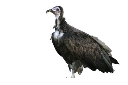 Hooded vulture,  Necrosyrtes monachus, single bird on floor, Tanzaniaの写真素材