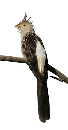 Guira cuckoo, Guira guira, single bird on branch,  Brazilの写真素材