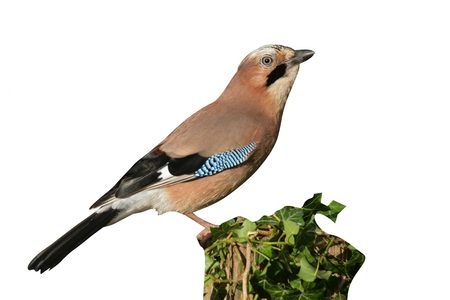 Jay, Garrulus glandarius, single bird on branch, West Midlands, UKの写真素材