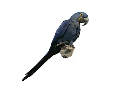 Hyacinth macaw, Anodorhynchus hyacinthinus, single bird on branch,  Brazilの写真素材