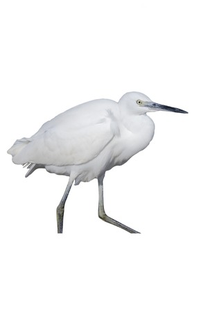 Little egret, Egretta garzetta, single bird on estuary, Gloucestershire, November 2014の写真素材