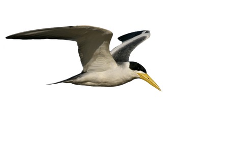 Large-billed tern, Phaetusa simplex, single bird in flight, Brazil