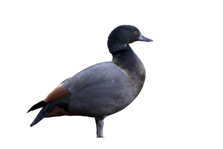 New zealand shelduck, Tadorna tadornoides, single female on grassの写真素材