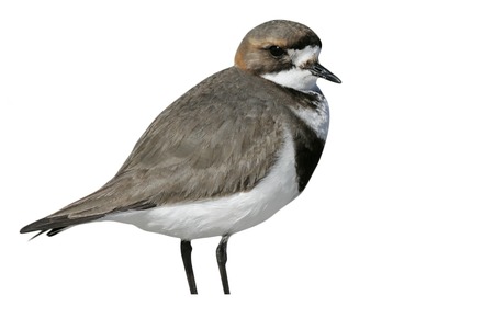 Two-banded plover, Charadrius falklandicus, single bird on sand, Falklands