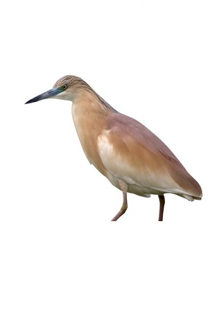 Squacco heron, Ardeola ralloides, single bird in water, Romania, May 2015の写真素材