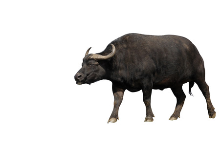 Cape buffalo, Syncerus caffer caffer, single animal on grass, captive, April 2013