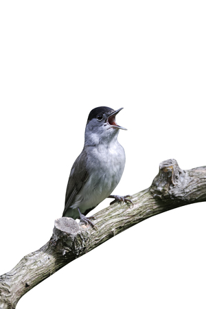 Blackcap, Sylvia atricapilla, single male bird singing on branch, Midlands, May 2011          の写真素材