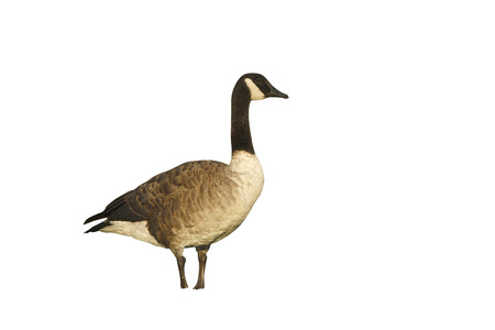 Canada goose, Branta canadensis, single bird standing on grass, New York, USA, August 2008の写真素材