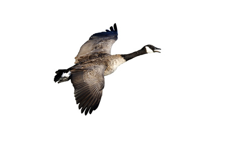 Canada goose, Branta canadensis in flightの写真素材