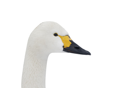 Bewicks swan, Cygnus bewickii, single bird head shot, Slimbridge, Gloucestershire, January 2013の写真素材
