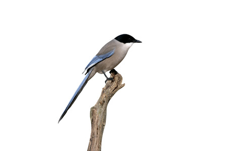 Azure-winged magpie, Cyanopica cyana, single bird on branch, Spainの写真素材