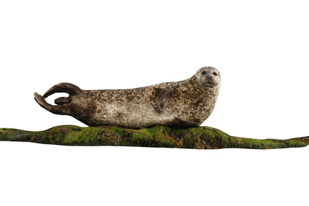 Common seal, Phoca vitulina, Scotland                の写真素材