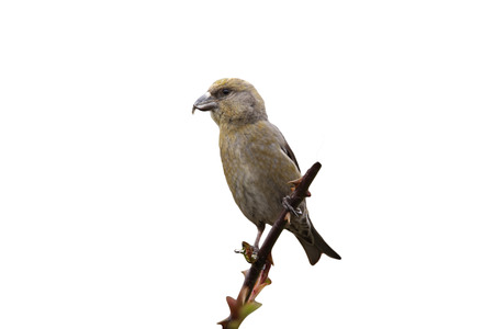 Crossbill Loxia curvirostra, female, Spain, spring