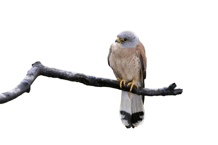 Lesser kestrel, Falco naumanni, single male on branch, Spain