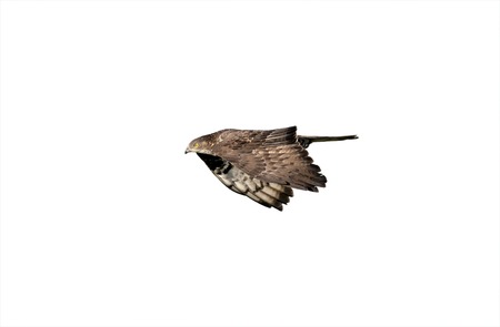 Honey buzzard, Pernis apivorus, flight, spring, Spain               の写真素材