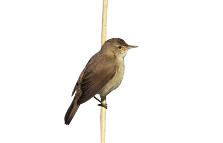 Reed warbler, Acrocephalus scirpaceus, single bird on branch, UKの写真素材