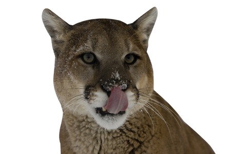 Puma or Mountain lion, Puma concolor, single cat head shot, captiveの写真素材
