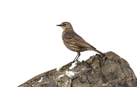 Rock pipit, Anthus petrosus, single bird on rock,  Scotland, June 2008              