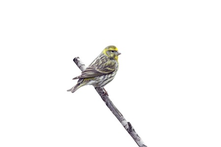 Serin, Serinus serinus, male on branch, Spain, spring               の写真素材