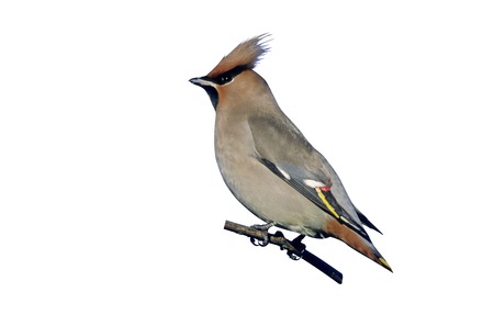 Waxwing, Bombycilla garrulus, single bird on branch, West Midlandsの写真素材