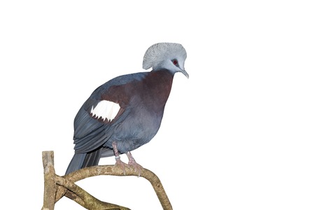 Western crowned-pigeon, Goura cristata, single captive  bird on branch,Indonesia, March 2011の写真素材