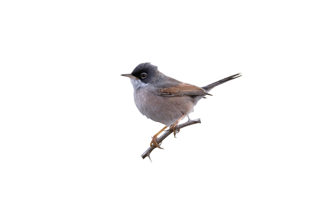 Spectacled warbler, Sylvia conspicillata bella, single bird on branch, Madeira, March 2016の写真素材