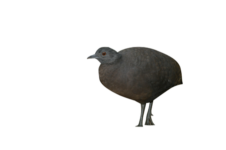 Undulated tinamou, Crypturellus undulatus, single bird on ground, Brazilの写真素材