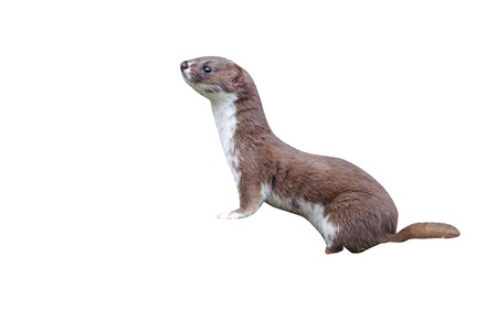 Weasel, Mustela nivalis, single mammal, captive, Midlands, September 2011