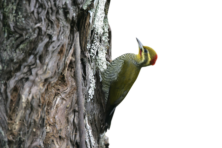 Yellow-browed woodpecker, Piculus aurulentus, single bird on branch, Brazilの写真素材