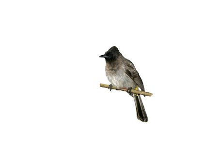 Yellow-vented bulbul, Pycnonotus goiavier, single bird on branch, Tanzaniaの写真素材