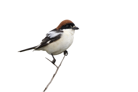 Woodchat shrike, Lanius senator, single bird on perch, Spain, April 2010の写真素材