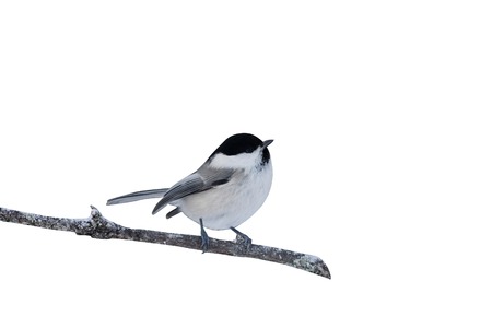 Willow tit, Parus montanus borealis, Finland, winterの写真素材