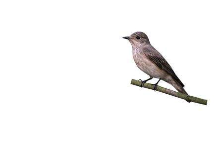 Spotted flycatcher, Muscicapa striata, single bird on branch, Hungary