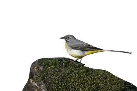 Grey wagtail, Motacilla cinerea, single male on rock, Walesの写真素材