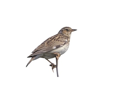 Wood lark, Lullula arborea, single bird on branch, Bulgariaの写真素材