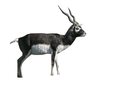 Blackbuck, Antilope cervicapra, single male on grassの写真素材