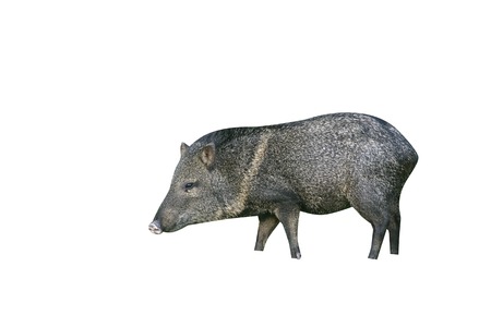 Collared peccary, Tayassu tajacu, single mammal on grass, Belizeの写真素材