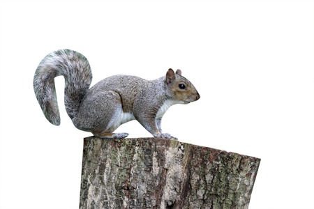 Grey squirrel, Sciurus carolinensis, Midlands, June 2009の写真素材