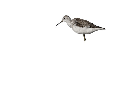 Greenshank, Tringa nebularia, single bird in water, Cyprus, April 2015の写真素材
