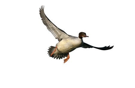 GOOSANDER, Mergus merganser, single female in flight, Switzerlandの写真素材