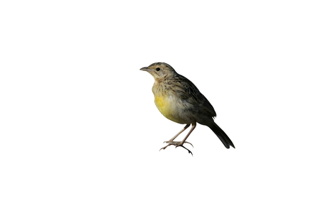 Yellow-throated longclaw, Macronyx croceus, single bird on rock, Tanzaniaの写真素材