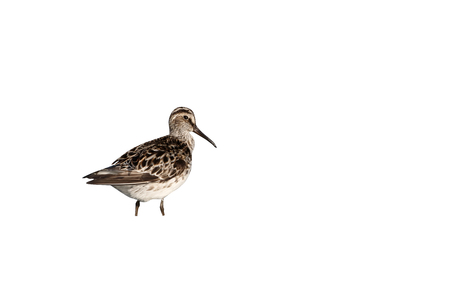 Broad-billed sandpiper, Limicola falcinellus, single bird in water, Romania, May 2015の写真素材