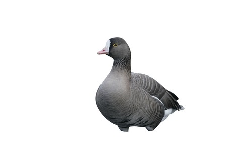 Lesser white-fronted goose, Anser erythropus, single bird in water, captiveの写真素材