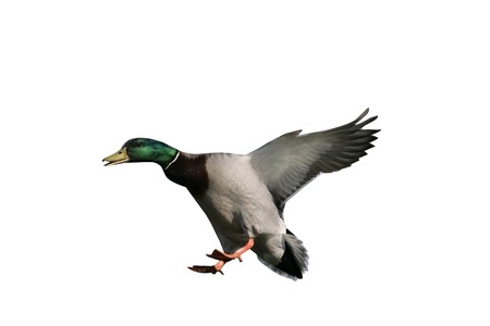 Mallard,  Anas platyrhynchos, single male in flight,UKの写真素材