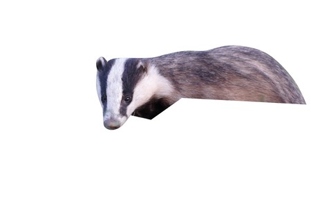 Badger, Meles meles, single mammal at dusk, Wales, May 2011の写真素材