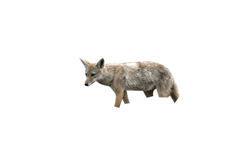Brown or Golden or Asiatic jackal,  Canis aureus, single mammal on ground, Tanzaniaの写真素材